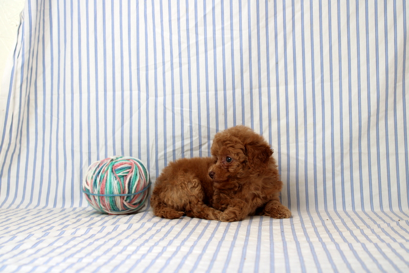 puppy, for, sale, Shi Poo, Matthew B. Stoltzfus, dog, breeder, Gap, PA, dog-breeder, puppy-for-sale, forsale, nearby, find, puppyfind, locator, puppylocator, aca